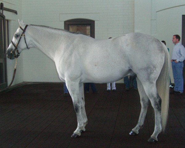 stallion Marias Mon xx (Thoroughbred, 1993, from Wavering Monarch xx)