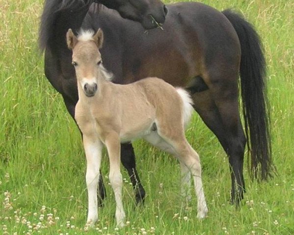 Deckhengst Garant MK (Deutsches Classic Pony, 2017, von Grande)