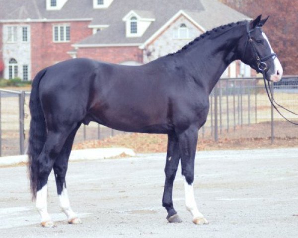 horse Bean (Hanoverian, 2008)