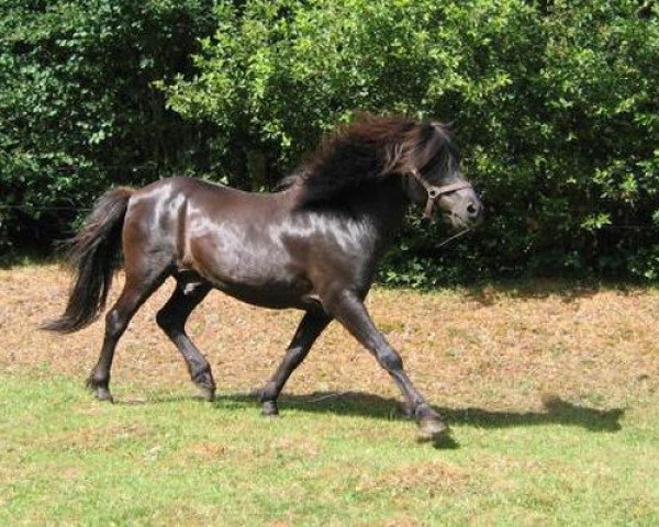 stallion Topar vom Uhlenhof (Iceland Horse, 1986, from Þór von Sporz)