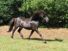 stallion Topar vom Uhlenhof (Iceland Horse, 1986, from Þór von Sporz)