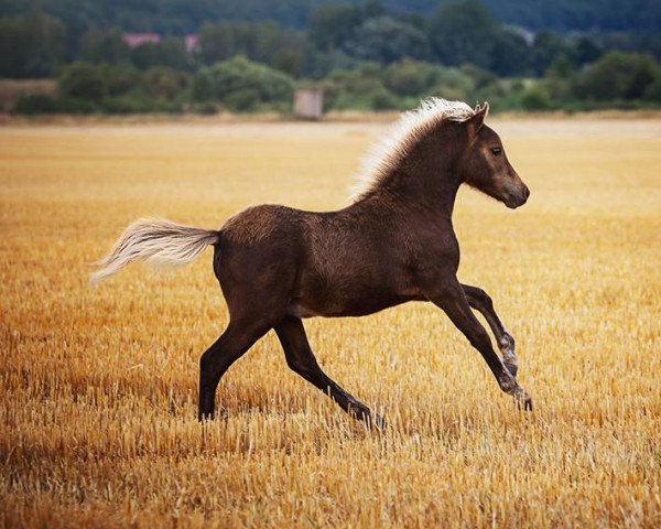 Deckhengst Janero MK (Deutsches Classic Pony, 2018, von Janosch vom Taubergrund)