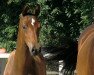 jumper Con Belle (Oldenburg show jumper, 2018, from Conthargos)