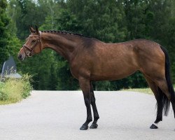 horse Casalrados Renesmee (Lithuanians Warmblood, 2013)