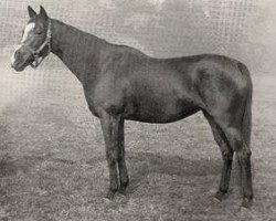 broodmare Ondulation xx (Thoroughbred, 1956, from Ocarina xx)