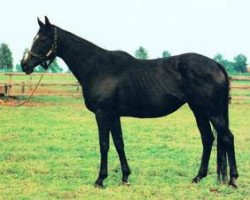 broodmare Ocana xx (Thoroughbred, 1975, from Le Haar xx)