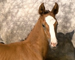 Springpferd Big Eldacenta PS (Oldenburger Springpferd, 2018, von Big Star)