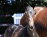 dressage horse Total Romance (Oldenburg, 2018, from Totilas)