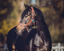 dressage horse Emile 5 (Westphalian, 2007, from Eldino)