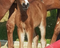 horse Mein kleiner Freund W (German Riding Pony, 2018, from Machno Carwyn)