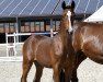 jumper Valentino Boy (Oldenburg show jumper, 2018, from Vivant)