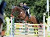 jumper Cortino 44 (Oldenburg show jumper, 2007, from Contendro I)