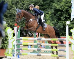 jumper Cortino 44 (Oldenburg show jumper, 2007, from Contendro I)