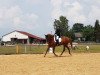 dressage horse Sterntaler 39 (Bavarian, 2002, from Sterntänzer)