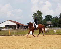 dressage horse Sterntaler 39 (Bavarian, 2002, from Sterntänzer)