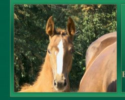 jumper Betty Paula (Oldenburg show jumper, 2018, from Baloubet du Rouet)