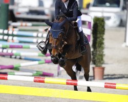 jumper Charlie Sheen BS (German Warmblood, 2014, from Clearline Z)