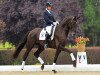 dressage horse Dilestrio (Westphalian, 2010, from Delamanga)