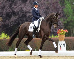 dressage horse Dilestrio (Westphalian, 2010, from Delamanga)