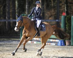 jumper Pearl Harbor 7 (Hanoverian, 2013, from Perigueux)