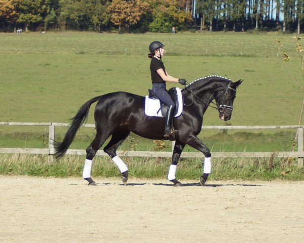 dressage horse Fabonita (Westphalian, 2013, from Fürstenball)