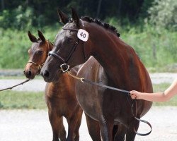 broodmare Chela (Oldenburg, 2003, from Rohdiamant)