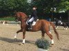 dressage horse Devil K (Westphalian, 2000, from Davignon I)