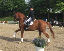 dressage horse Devil K (Westphalian, 2000, from Davignon I)