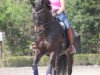 dressage horse Dodge Zero (Rhinelander, 2009, from Dresden Mann)