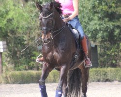 dressage horse Dodge Zero (Rhinelander, 2009, from Dresden Mann)