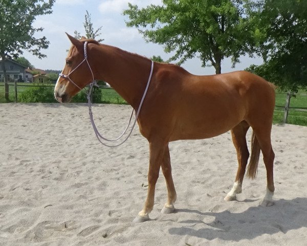 jumper Weltaxo N (Hanoverian, 2009)