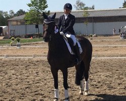 dressage horse Brown Pearl (Hanoverian, 2008, from Ballettmeister)