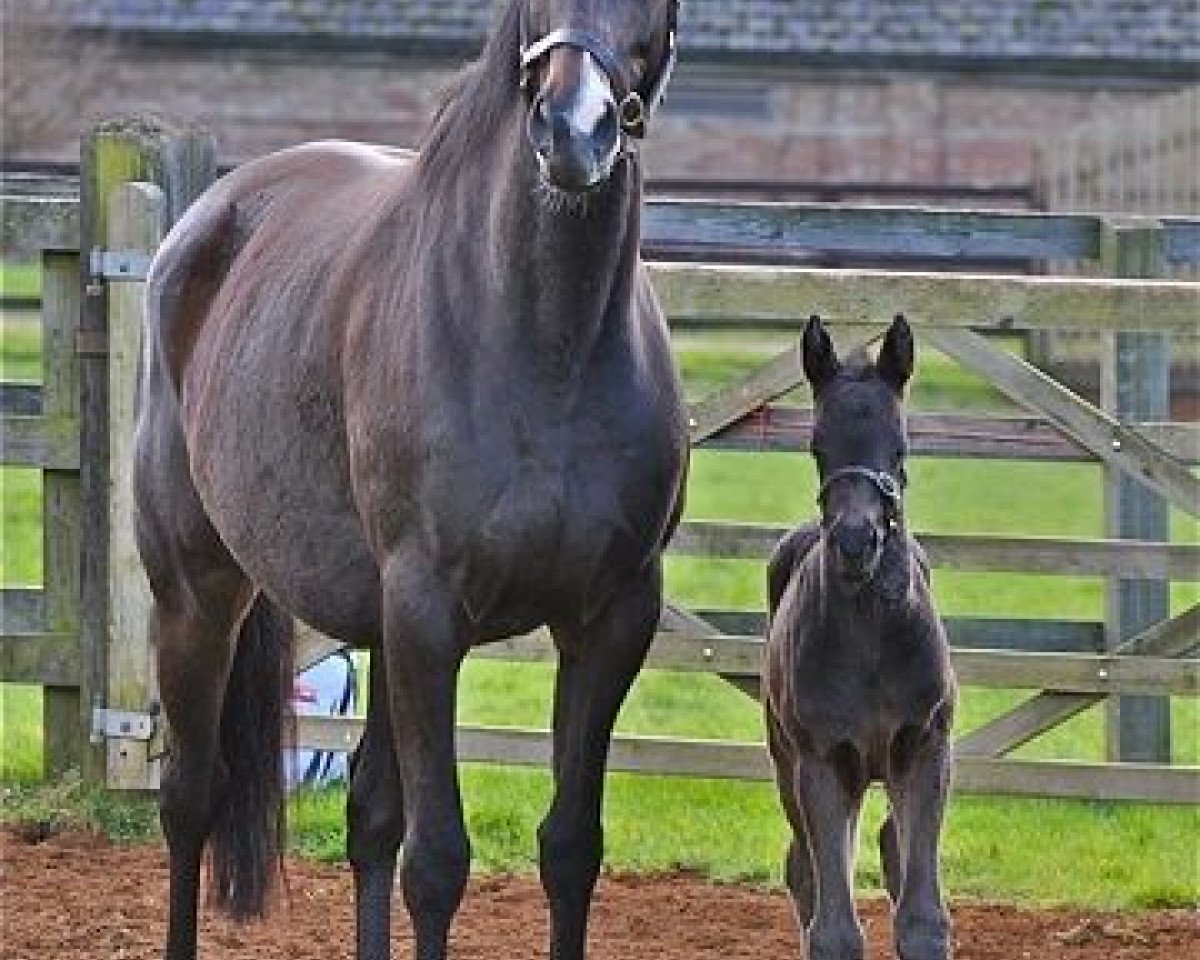 Pferd Calculation xx (Englisches Vollblut, 2016, von Dubawi xx)