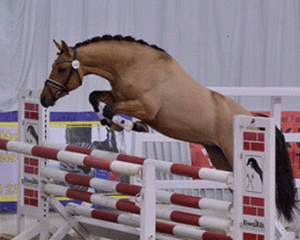 stallion Pav Nobility (German Riding Pony, 2011, from Nemax)