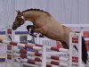 stallion Pav Nobility (German Riding Pony, 2011, from Nemax)