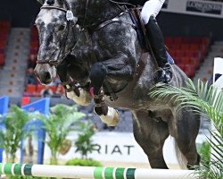 stallion Harvy (KWPN (Royal Dutch Sporthorse), 2012, from Bernini)