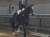 dressage horse Lucie (Hanoverian, 2012, from Laurent)