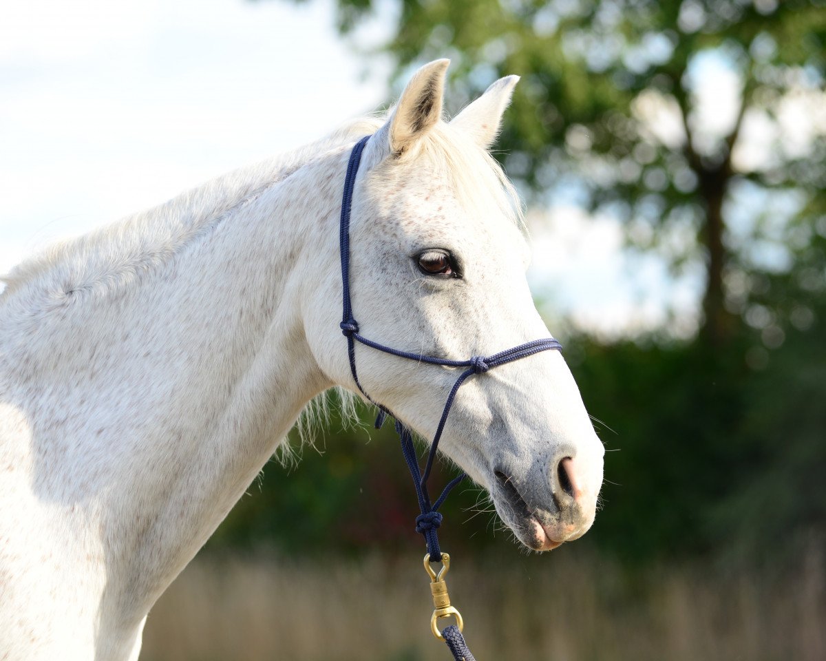 horse Ciao van de Beekerheide (Nederlands Rijpaarden en Pony, 1997, from Conrad)