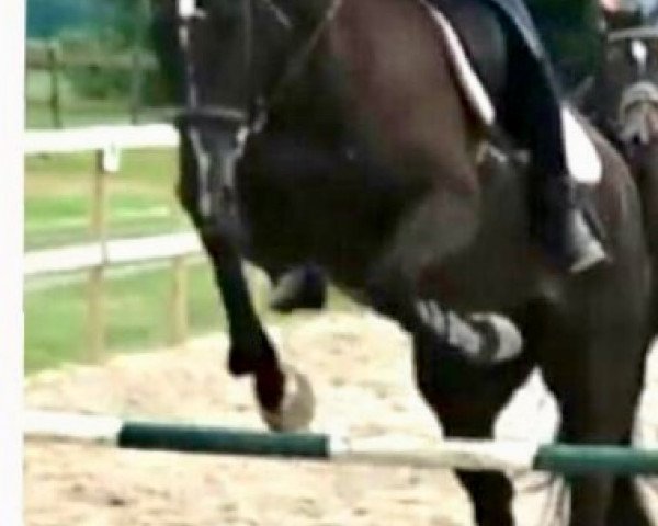 dressage horse Golden Girl (Trakehner, 2011, from Singolo)