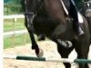 dressage horse Golden Girl (Trakehner, 2011, from Singolo)