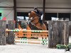 jumper Sheriban (Oldenburg show jumper, 2007, from Check In 2)