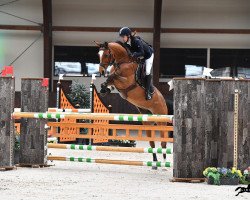 jumper Sheriban (Oldenburg show jumper, 2007, from Check In 2)