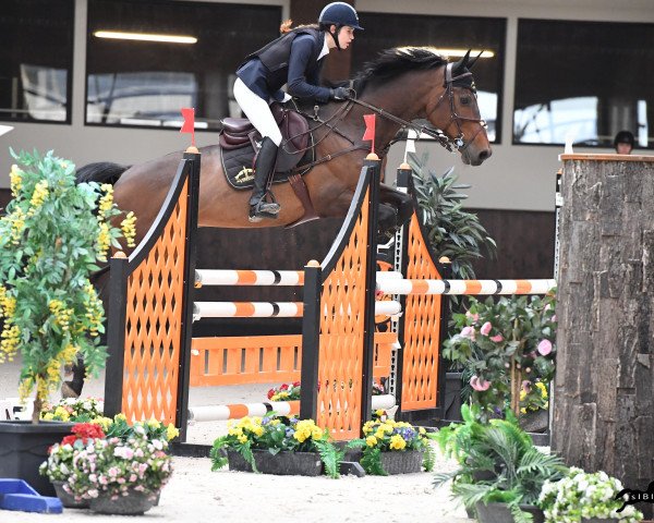 jumper Genius XX (Hungarian Warmblood, 2002, from Ginus)