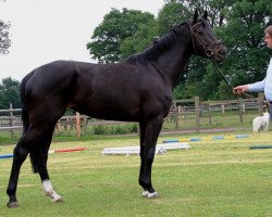 Zuchtstute Galina (Hannoveraner, 2009, von Gem of India)