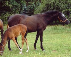 broodmare Ahnenkrone (Hanoverian, 1972, from Absatz)