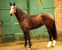 broodmare Inselkrone (Hanoverian, 1986, from Imperator)