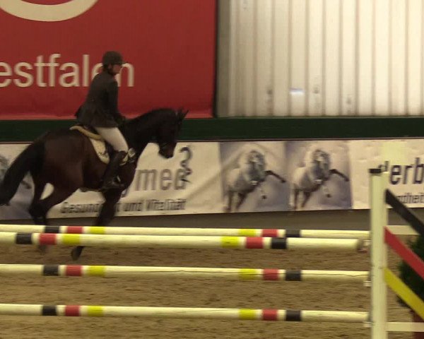 Reitturnier Münster-Handorf 2017