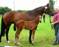 broodmare Highlight 80 (Hanoverian, 1998, from Heraldik xx)