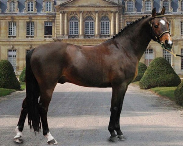 stallion Movie Star Tilia (French Pony, 2000, from Quick Star)