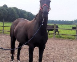 broodmare H Donna (Hanoverian, 2011, from Dancier)